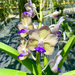Van. Nopporn Orange Rosy-Sasicha — Palmer Orchids